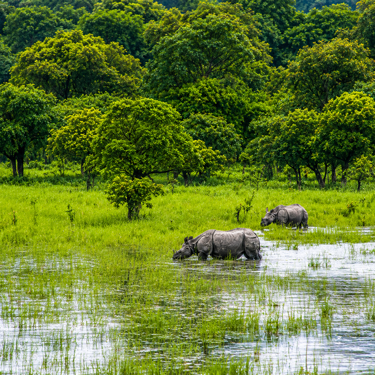 Pobitora Wildlife Sanctuary